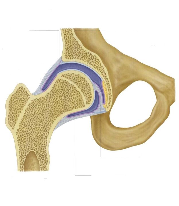 sectioned hip joint